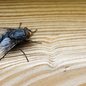 Médicos encontram mosca inteira em intestino de homem. - Imagem: reprodução I Freepik