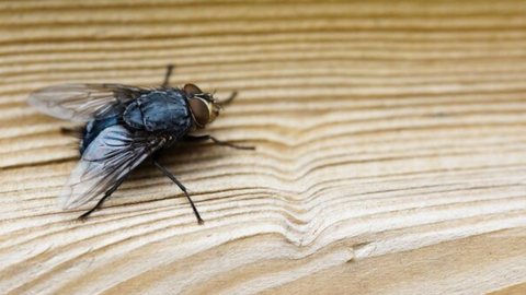 Médicos encontram mosca inteira em intestino de homem. - Imagem: reprodução I Freepik
