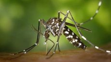 Infectologistas revelam que casos de Dengue podem aumentar muito mais após o Carnaval - Imagem: Reprodução Pexels