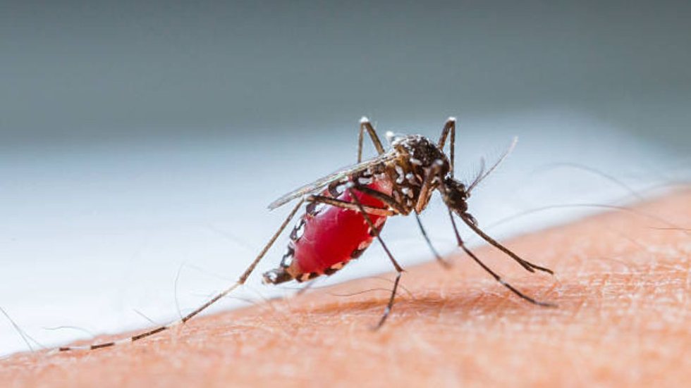 Dengue: nova onda do vírus faz São Paulo registar quatro mortes em Janeiro - Imagem: Reprodução Pexels