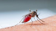 Dengue: nova onda do vírus faz São Paulo registar quatro mortes em Janeiro - Imagem: Reprodução Pexels