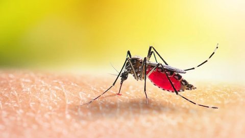 Os pesquisadores avaliaram pessoas que eram os alvos mais cobiçados pelos mosquitos - Imagem: Freepik
