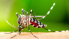 O mosquito Aedes Aegypti é o principal transmissor da dengue e eliminar água parada é uma forma de prevenção. - Imagem: Reprodução