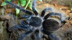 MPF denuncia homem que tentou traficar aranhas-caranguejeiras pelos correios - Imagem: Reprodução / Wikipédia