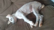 Mulher compra sofá usado e encontra cachorra dentro; desfecho é surpreendente - Imagem: reprodução Instagram