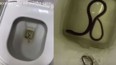 Mulher encontra cobra em seu vaso sanitário e se desespera - Imagem: Reprodução/Metropoles