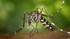 Municípios declaram emergência após aumento de casos de dengue - Imagem: Reprodução / Pixabay