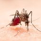 Cidades de SP são condenadas a pagar R$ 300 mil por morte de criança com dengue - Imagem: Reprodução/Freepik