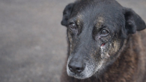 Cão Orelha, vítima de maus-tratos em SC - Imagem: Reprodução | Redes Sociais