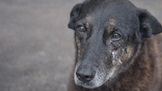 Cão Orelha, vítima de maus-tratos em SC - Imagem: Reprodução | Redes Sociais
