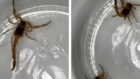 Unidade de saúde é referência no SUS e teme impacto da infestação na segurança dos pacientes - Imagem: Reprodução