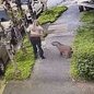 Uma capivara surpreendeu um cachorro durante passeio em Campinas; veja as imagens do ataque registrado por câmeras de segurança - Imagem: Reprodução/EPTV