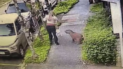 Uma capivara surpreendeu um cachorro durante passeio em Campinas; veja as imagens do ataque registrado por câmeras de segurança - Imagem: Reprodução/EPTV