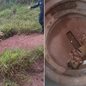 O resgate ocorreu próximo à Represa de Cílios e o animal aguarda destino adequado após receber cuidados iniciais na sede da GCM - Imagem: Reprodução/ Guarda Civil de Santa Bárbara d'Oeste