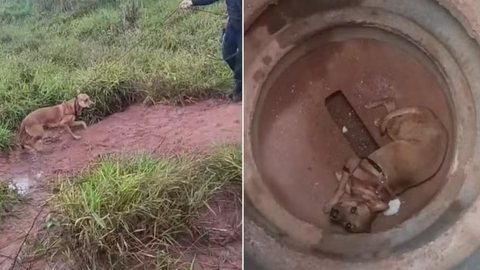 O resgate ocorreu próximo à Represa de Cílios e o animal aguarda destino adequado após receber cuidados iniciais na sede da GCM - Imagem: Reprodução/ Guarda Civil de Santa Bárbara d'Oeste