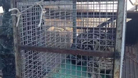 O resgate de animais silvestres em áreas urbanas destaca a necessidade de preservação e a importância de acionar órgãos ambientais para garantir a segurança dos animais - Imagem: Reprodução/Polícia Ambiental
