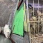 Animais resgatados receberão cuidados de ONGs após operação que expôs a cruel realidade da criação clandestina - Imagem: Reprodução/ Polícia Civil de SP