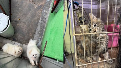 Animais resgatados receberão cuidados de ONGs após operação que expôs a cruel realidade da criação clandestina - Imagem: Reprodução/ Polícia Civil de SP