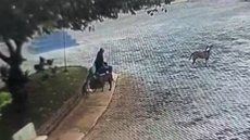 O caso está sob investigação da Polícia Civil, que busca apurar todos os detalhes do envenenamento de cães na cidade - Imagem: Reprodução/Câmera de segurança