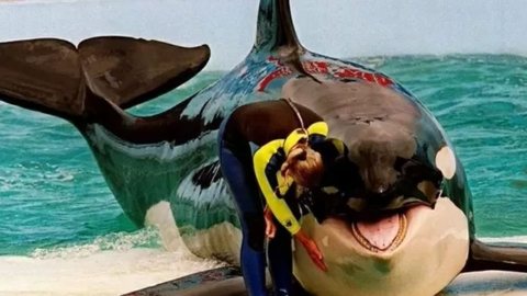 O Miami Seaquarium, em Miami, na Flórida (EUA), anunciou que libertará a orca Lolita. - Imagem: reprodução I UOL