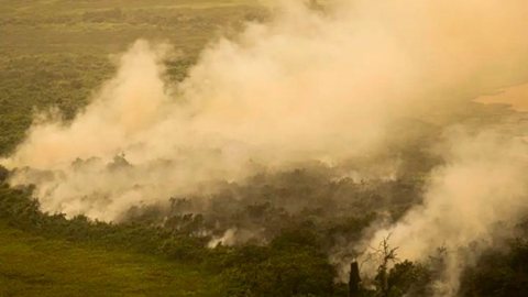Pantanal e Cerrado batem recorde de focos de incêndio - Imagem: Reprodução / Joédson Alves / Agência Brasil