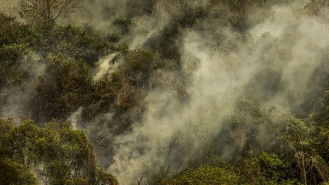O Pantanal é o bioma mais atingido, enquanto a Amazônia sofre perdas significativas de vegetação nativa devido a incêndios - Imagem: Reprodução / Marcelo Camargo / Agência Brasil