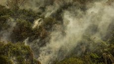 O Pantanal é o bioma mais atingido, enquanto a Amazônia sofre perdas significativas de vegetação nativa devido a incêndios - Imagem: Reprodução / Marcelo Camargo / Agência Brasil