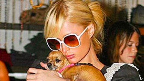 Paris Hilton lamenta morte de sua cachorra e idade do animal impressiona - Imagem: reprodução redes sociais
