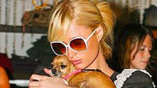 Paris Hilton lamenta morte de sua cachorra e idade do animal impressiona - Imagem: reprodução redes sociais