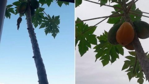 VÍDEO - morador planta pé de mamão gigante na sacada e revolta vizinhos - Imagem: reprodução TikTok