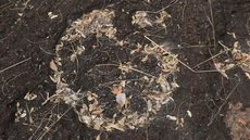 Após 14 anos de pesquisa, pegadas de dinossauros são confirmadas na Amazônia, revelando a fauna de 110 milhões de anos - Imagem: Reprodução/JPavani/G1