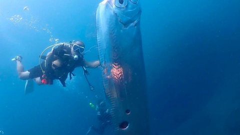 Mergulhadores taiwaneses flagraram um raro peixe-remo que estava com marcas de mordida de tubarão - Imagem: reprodução Instagram