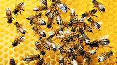 Perigo! Ataque de abelhas deixa casal morto - Imagem: Reprodução/Freepik