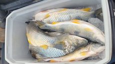 Pesca ilegal: homem tem 20 kg de peixes apreendidos em piracema - Imagem: Divulgação / Polícia Militar Ambiental
