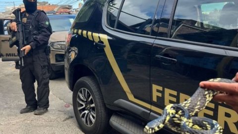 PF desmantela esquema de tráfico de serpentes via Correios - Imagem: Divulgação/ Polícia Federal