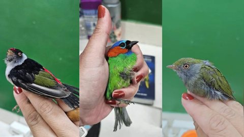 PF resgata 18 aves nativas em bagagem de turista belga - Imagem: Divulgação / Polícia Federal