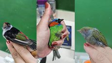 PF resgata 18 aves nativas em bagagem de turista belga - Imagem: Divulgação / Polícia Federal