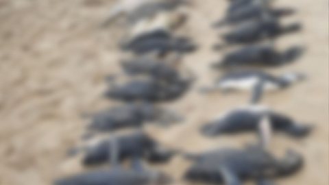596 pinguins morreram devido aos impactos da passagem do ciclone - PMP/Divulgação