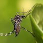 Aedes Aegypti, mosquito transmissor da dengue - Imagem: Reprodução / Muhammad Mahdi Karim / Wikipedia