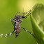 Aedes Aegypti, mosquito transmissor da dengue - Imagem: Reprodução / Muhammad Mahdi Karim / Wikipedia