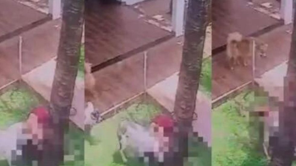 Perigo: pitbull ataca mulher e arranca sua orelha - Imagem: Reprodução/Metropoles