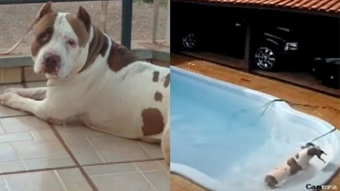 uma cadela da raça Pitbull, de 5 anos, salvou uma Chihuahua, de apenas 7 meses de vida, depois que ela caiu dentro da piscina. - Imagem: reprodução I Youtube Canal Uol e UOL