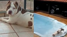 uma cadela da raça Pitbull, de 5 anos, salvou uma Chihuahua, de apenas 7 meses de vida, depois que ela caiu dentro da piscina. - Imagem: reprodução I Youtube Canal Uol e UOL