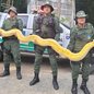 Cobra gigante é encontrada em chácara onde quatro jovens foram mortos; entenda - Imagem: Reprodução / Twitter @umareaser