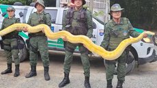 Cobra gigante é encontrada em chácara onde quatro jovens foram mortos; entenda - Imagem: Reprodução / Twitter @umareaser