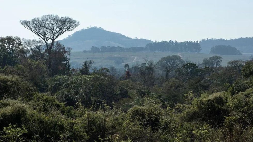 Plano de manejo cria ações de proteção, recuperação e pesquisas em estação ecológica de Piracicaba - Imagem: reprodução grupo bom dia