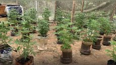 PM apreende plantio ilegal de maconha no interior de SP - Imagem: Reprodução / PMESP