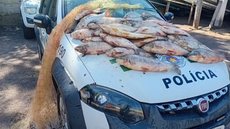 Polícia Ambiental apreende 62 kg de peixes após flagrar pesca ilegal no interior de SP - Imagem: Divulgação / Polícia Ambiental