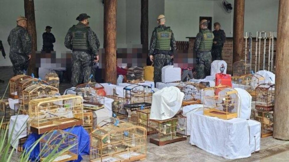 Polícia Ambiental desmantela torneio clandestino de canto de pássaros no litoral de SP - Imagem: Divulgação / Polícia Ambiental