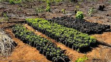 Polícia Federal retoma operação contra plantio de maconha em terras indígenas - Imagem: Divulgação / Polícia Federal